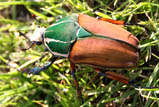 Mecynorrhina ugandensis green thorax