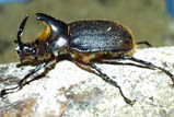 Heterogomphus hirtus - ヒルタスヘラヅノカブト