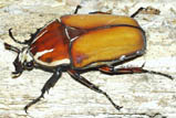 Mecynorrhina ugandensis - ウガンデンシス