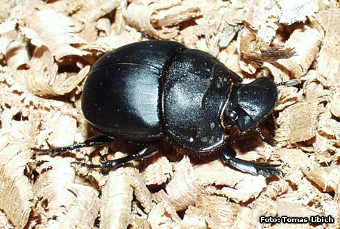 Dung beetle 2