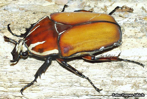 Mecynorrhina ugandensis<br/>ウガンデンシス
