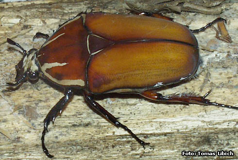 Mecynorrhina ugandensis<br/>ウガンデンシス